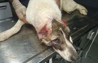 Kulakları kesilen köpek tedavi altında