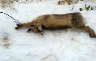 Kümese giren tilkiyi öldürüp ağaca astı