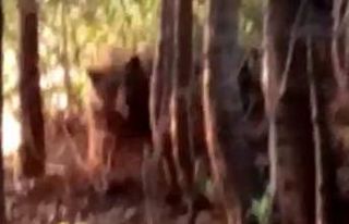 Kurtarmak istedikleri ayı onlara hayatlarının en...