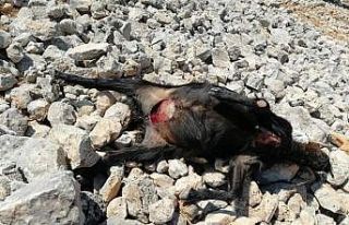 Kurtlar keçi sürüsüne saldırdı