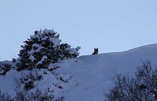 Kurtlar, kendilerini görüntüleyen muhabirleri böyle...