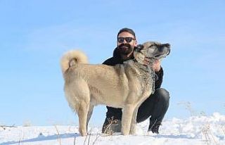 Kurtların korkulu rüyası Kangallar kurtlara nasıl...