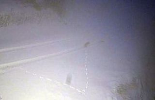 Kurtların yemek arayışı kamerada