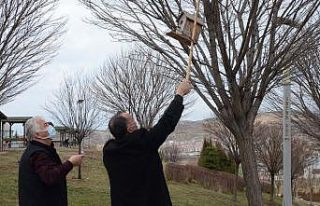 Kuş yuvaları ağaçlardaki yerini aldı