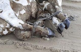 Kuşadası’nda denizden bacakları bağlı boğazı...