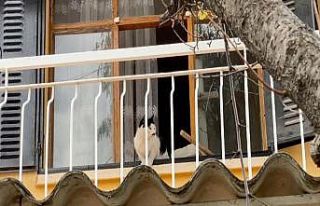 Kuşadası’nda kedi kurtarma operasyonu