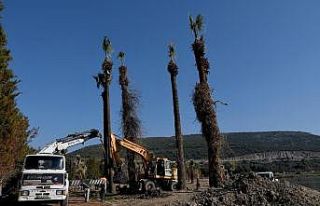 Kuşadası’nda palmiyeler Adagöl’ü süsleyecek