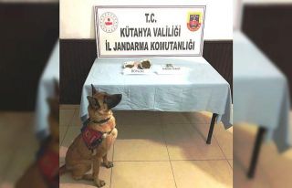 Kütahya’da 240 gram Bonzai ele geçirildi