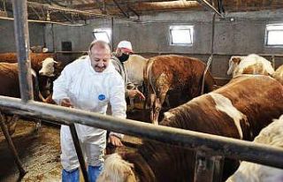 Kütahya’da sonbahar dönemi şap aşılama kampanyası...