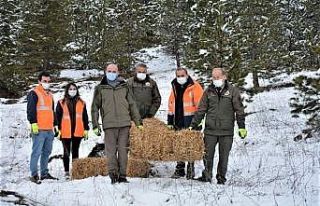 Kütahya’da yılkı atlarına yem desteği