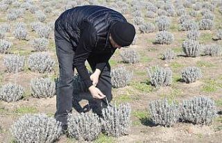 Lavanta tarlaları incelendi