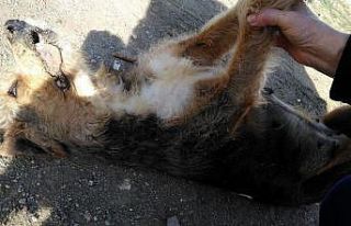 Mahalle ortasında iki köpek silahla vurularak öldürüldü