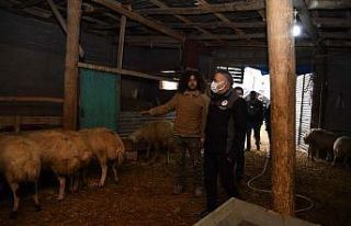 Mandıra filozofu besicilikte de başarılı oldu