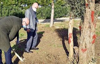 Manisa Celal Bayar Üniversitesi’nde asırlık zeytin...