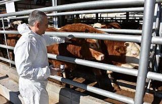 Manisa’da şap aşılama kampanyası başlıyor