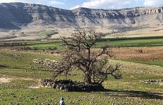 Mardin’de köylüler, 250 yıllık meşe ağacının...