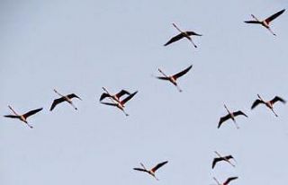 Marmaris’ten Flamingolar geçti