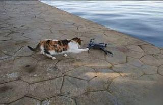 Martı zannettiği droneyi yere konunca böyle avlamaya...