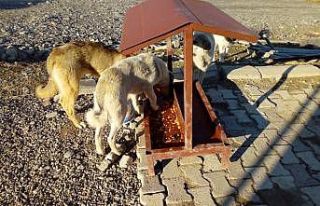 Mehmetçikten anlamlı davranış: Hayvanlar için...