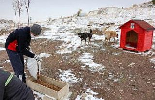 Meram Belediyesi, sokak hayvanlarını yalnız bırakmıyor