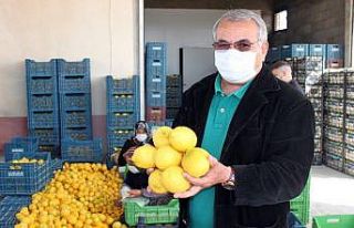 Mersin’de limon hasadı tamamlandı