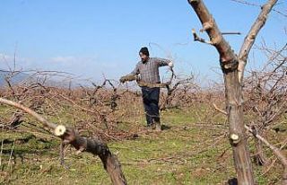 Meşhur Antep karası üzümünün budaması başladı