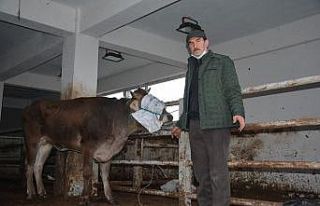 Mezbahadan firar etti, kesilmekten kurtuldu