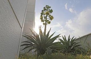 Mezitli Belediyesi, ‘agave’ bitkisini koruma altına...