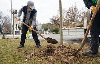 Mimar Sinan Parkında ağaçlandırma çalışması