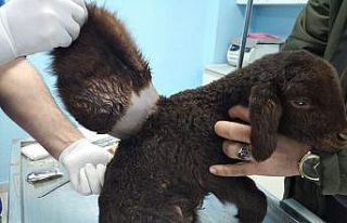 Minik kuzu sırtındaki yükten kurtuldu