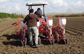 Mısır tohumları toprakla buluştu