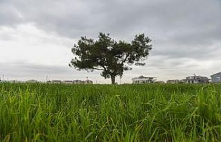 Muratpaşa, buğday üretiminde dünya ortalamasın...