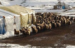 Muş’ta süt kuzularının anneleriyle buluşma...