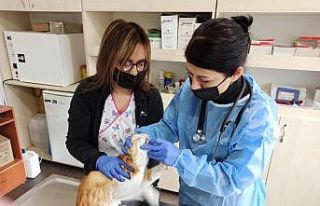 Mutasyona uğrayan kedi korona virüsünün ölüm...