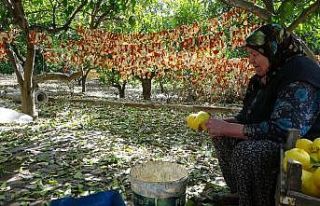Narenciye kabukları kurutularak ekonomiye kazandırılıyor