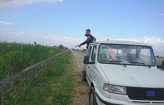 Nazilli’de haşereyle mücadele başladı