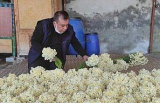 Nergis üreticisini güldürüyor