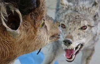 Nesli tehlikede olan yaban hayvanları tahnitle gelecek...