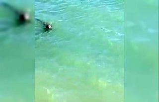 Nesli tükenme tehlikesi altında olan Su Samuru,...