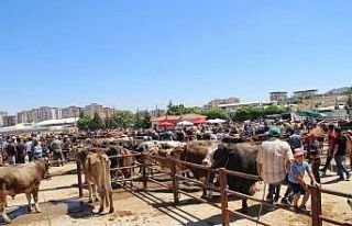 Nevşehir’de Hayvan Pazarı 1 Mart’ta yeniden...