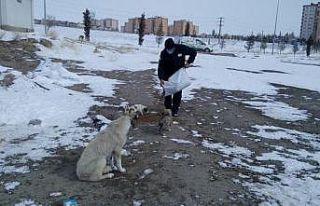 Niğde Belediyesi, sokak hayvanları için mama bıraktı