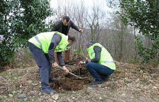 Ordu’da 1300 taflan ve ıhlamur fidanı toprakla...
