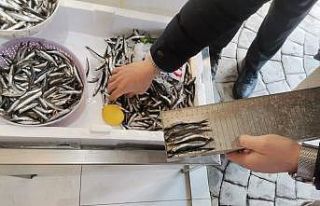 Ordu’da balık tezgahlarına soy ve mavi ışık...