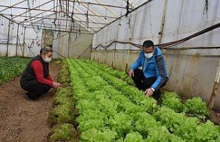 Ordu’da seracılığın ekonomiye katkısı 30 milyon...