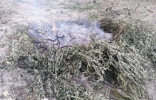Orman yangını diye gittiler yakılan zeytin dallarıyla...