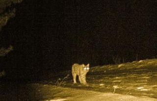 Ormanın Hayaleti Ardahan’da ortaya çıktı
