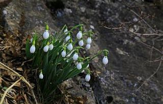 Orta Toroslarda kardelenler kara hasret çiçek açtı