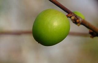 Örtü altı turfanda erik çıktı