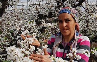 Örtü altındaki erik ağaçları çiçek açtı