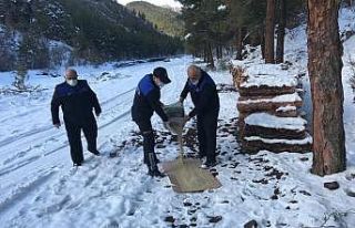 Osmancık Belediyesi sokak hayvanlarını unutmadı
